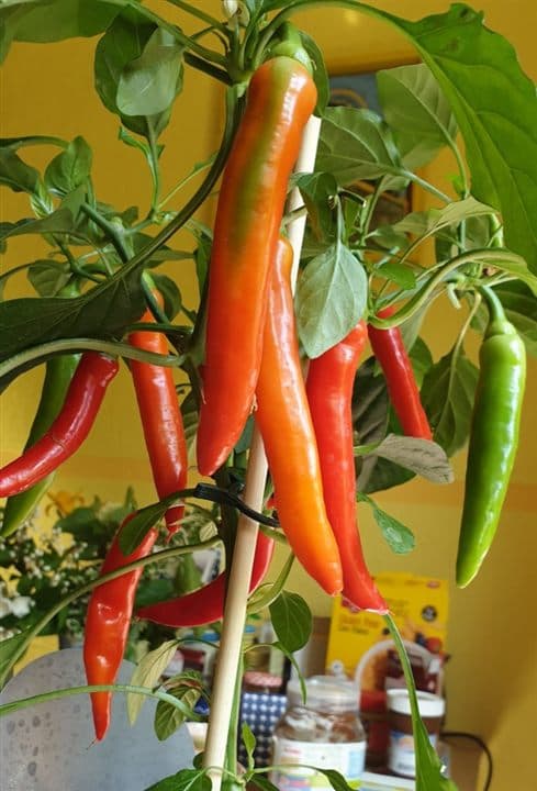 Chili