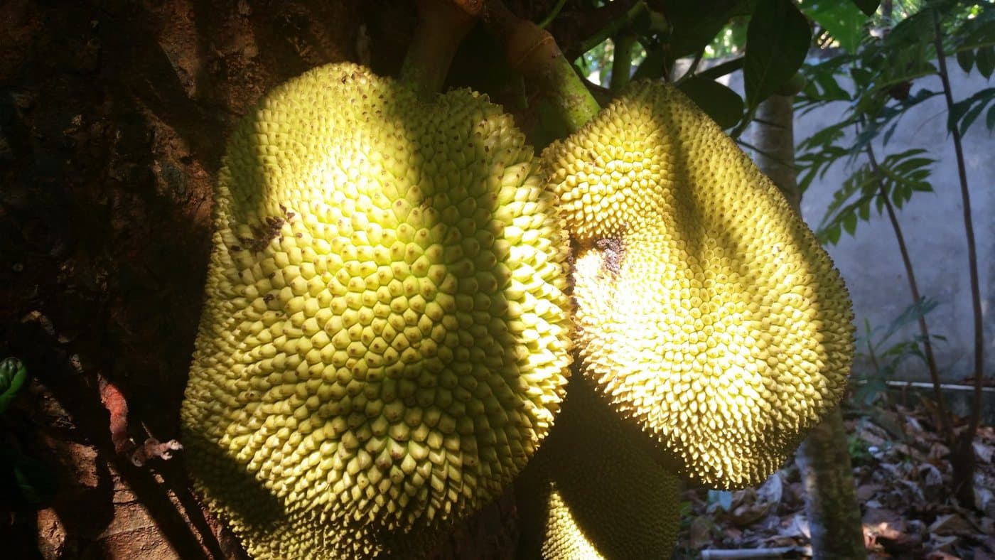 Jackfrucht
