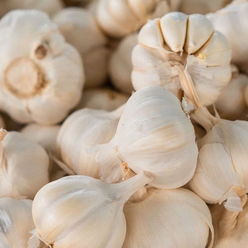 Knoblauch